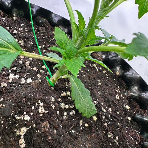 White Truffle Limited Edition  growlog timeline photo