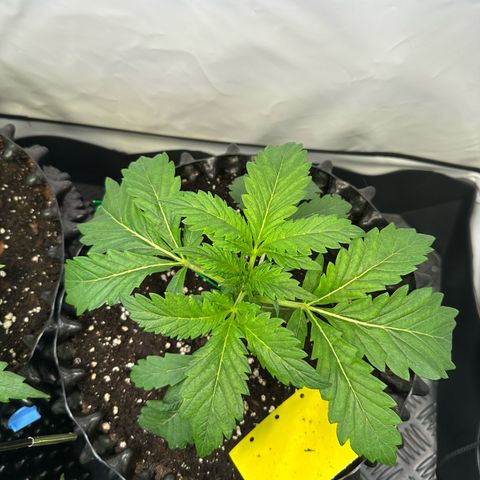 White Truffle Limited Edition  growlog timeline photo
