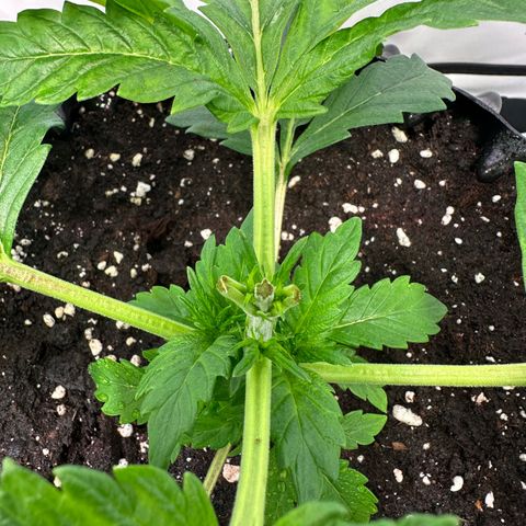 White Truffle Limited Edition  growlog timeline photo