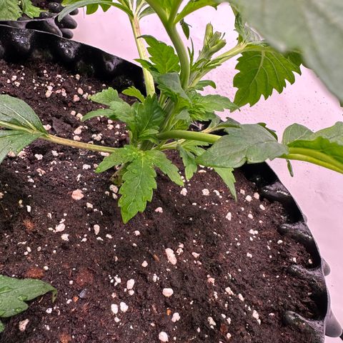 White Truffle Limited Edition  growlog timeline photo