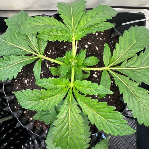 White Truffle Limited Edition  growlog timeline photo