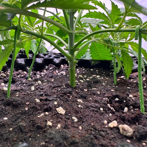 Blue Cheese growlog timeline photo