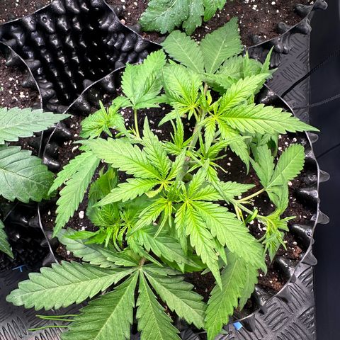 Blue Cheese growlog timeline photo