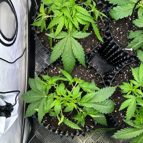 Blue Cheese growlog timeline photo