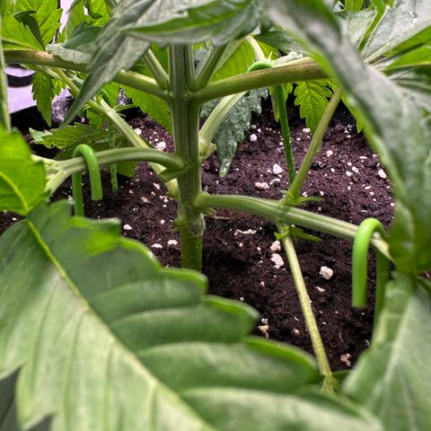 Blue Cheese growlog timeline photo