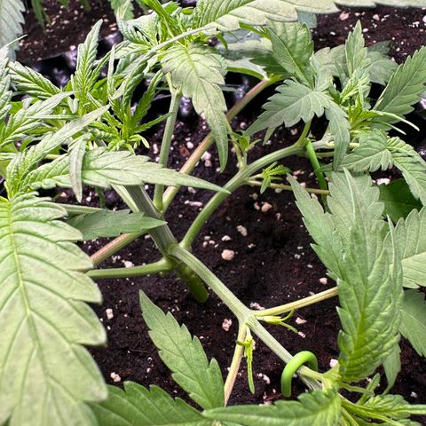Blue Cheese growlog timeline photo