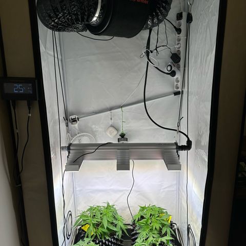 Blue Cheese growlog timeline photo