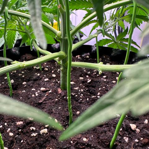 Blue Cheese growlog timeline photo