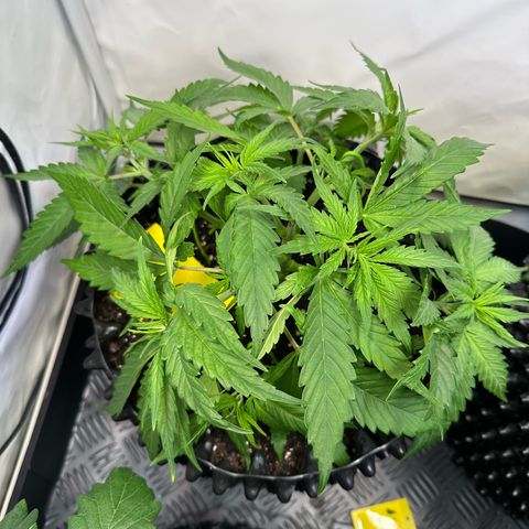 Blue Cheese growlog timeline photo