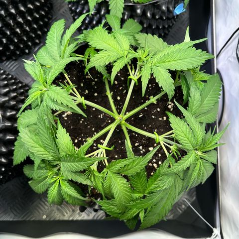 Blue Cheese growlog timeline photo