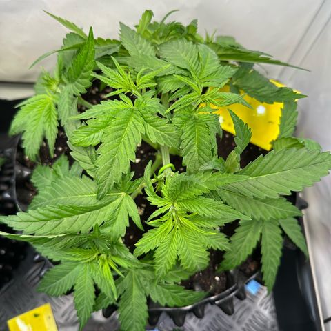Blue Cheese growlog timeline photo
