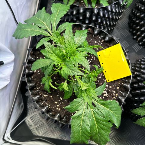White Truffle Limited Edition  growlog timeline photo