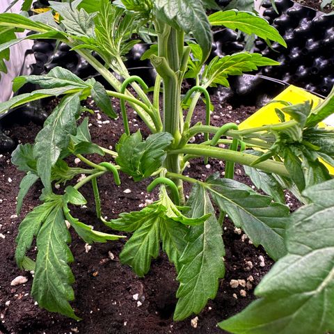 White Truffle Limited Edition  growlog timeline photo