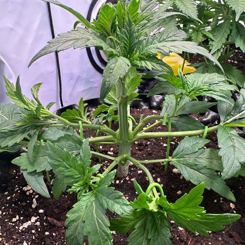 White Truffle Limited Edition  growlog timeline photo