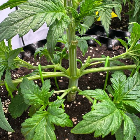 White Truffle Limited Edition  growlog timeline photo