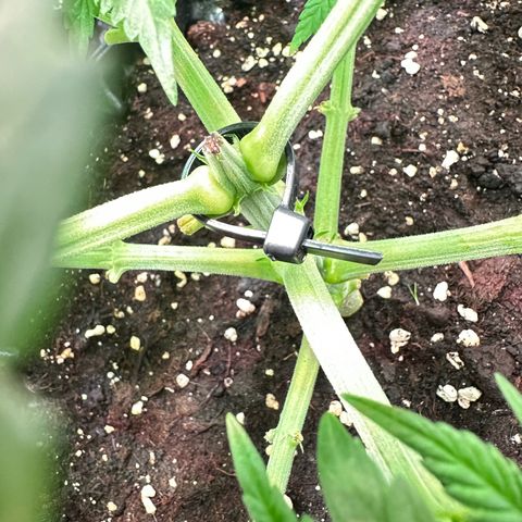 Blue Cheese growlog timeline photo