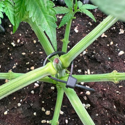 Blue Cheese growlog timeline photo