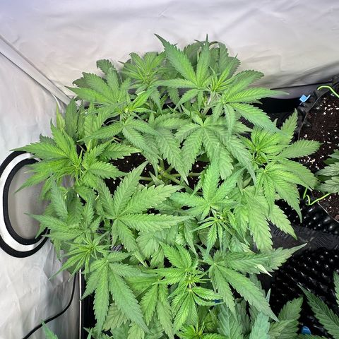 Blue Cheese growlog timeline photo