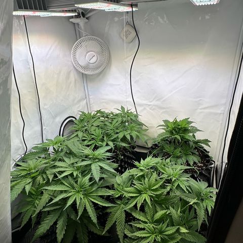 Blue Cheese growlog timeline photo