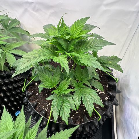 White Truffle Limited Edition  growlog timeline photo