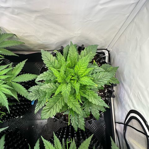 White Truffle Limited Edition  growlog timeline photo