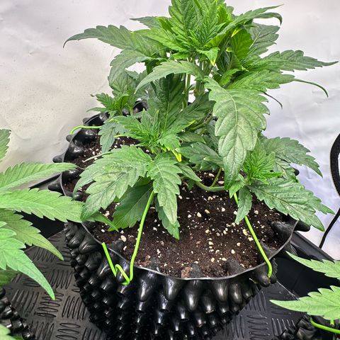 White Truffle Limited Edition  growlog timeline photo