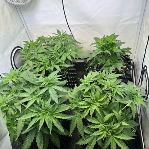 White Truffle Limited Edition  growlog timeline photo