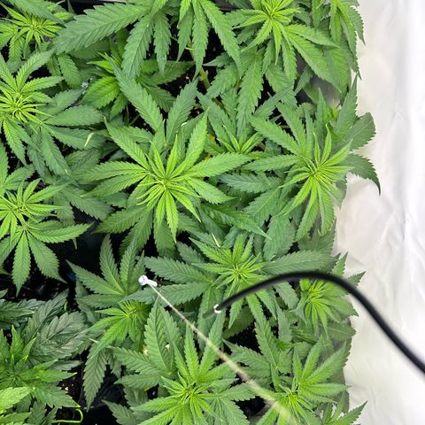Blue Cheese growlog timeline photo