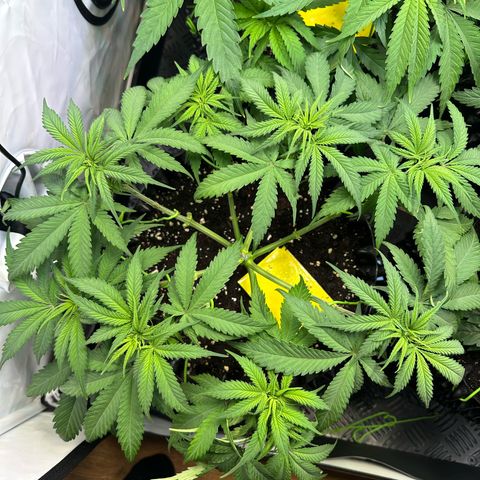 Blue Cheese growlog timeline photo