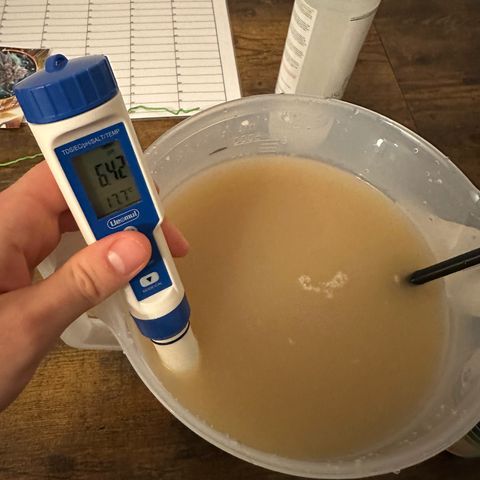Blue Cheese growlog timeline photo