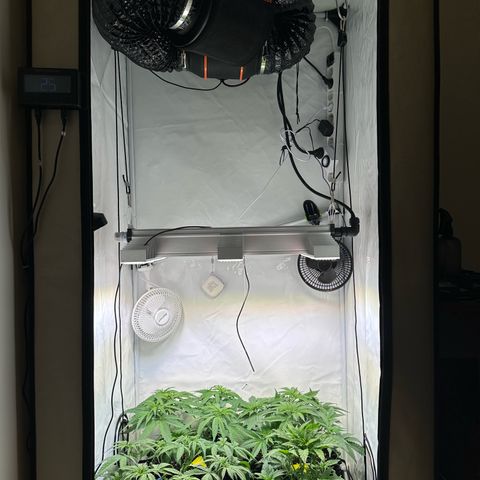 White Truffle Limited Edition  growlog timeline photo
