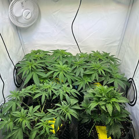 White Truffle Limited Edition  growlog timeline photo
