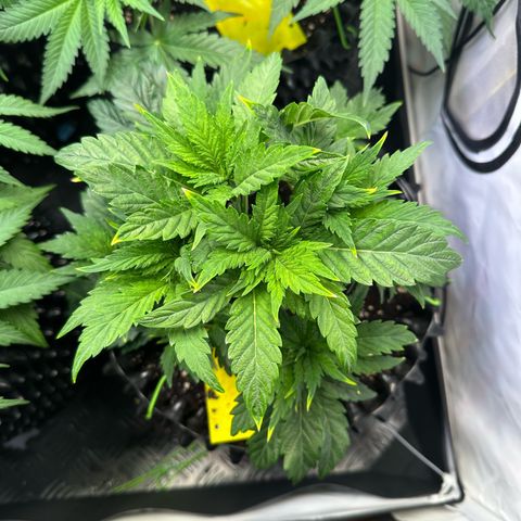 White Truffle Limited Edition  growlog timeline photo