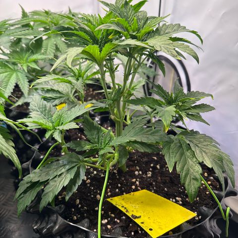 White Truffle Limited Edition  growlog timeline photo
