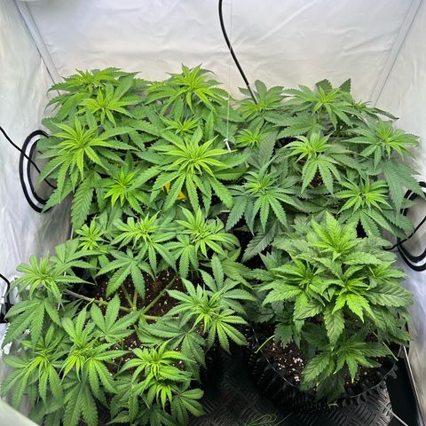 Blue Cheese growlog timeline photo