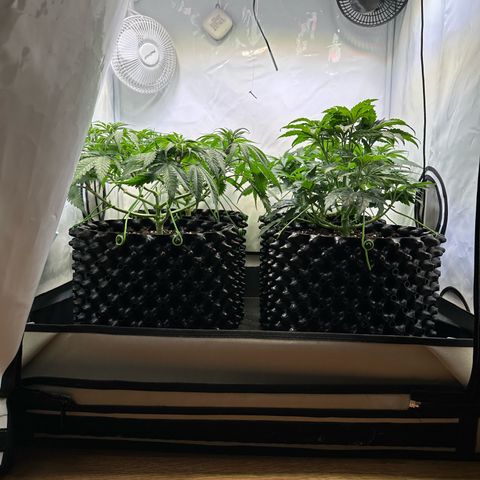 White Truffle Limited Edition  growlog timeline photo