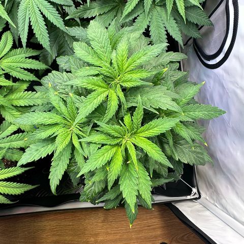 White Truffle Limited Edition  growlog timeline photo