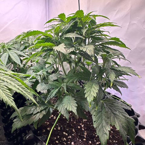White Truffle Limited Edition  growlog timeline photo