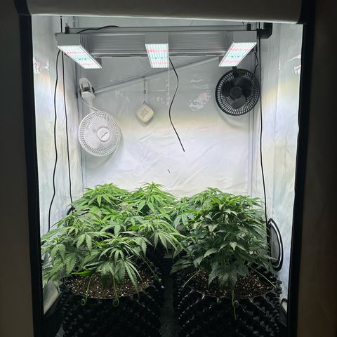 White Truffle Limited Edition  growlog timeline photo