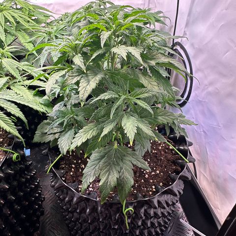White Truffle Limited Edition  growlog timeline photo