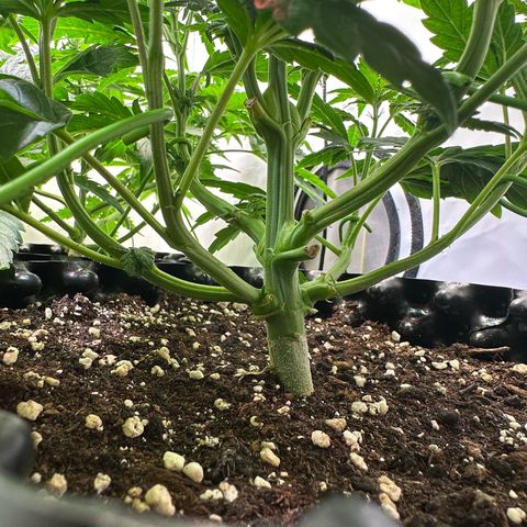 White Truffle Limited Edition  growlog timeline photo
