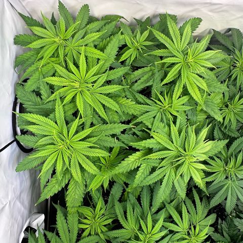 Blue Cheese growlog timeline photo