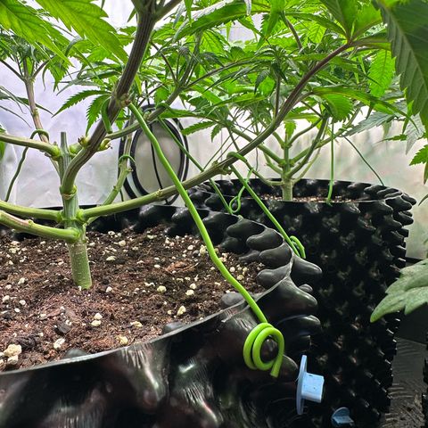 Blue Cheese growlog timeline photo