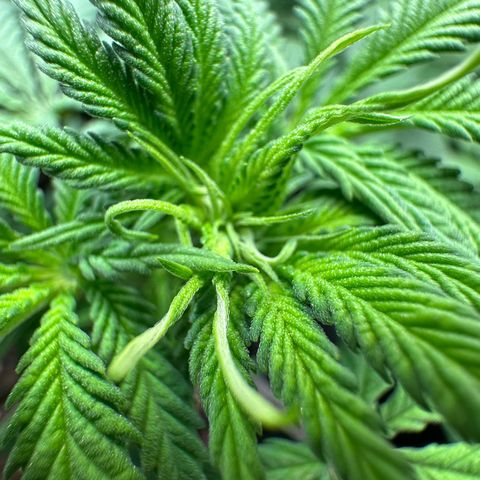 Blue Cheese growlog timeline photo