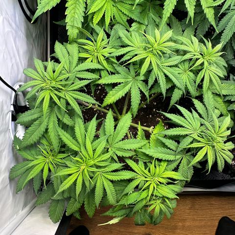 Blue Cheese growlog timeline photo