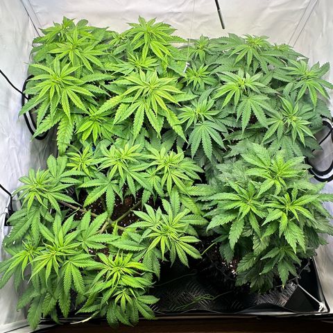 White Truffle Limited Edition  growlog timeline photo