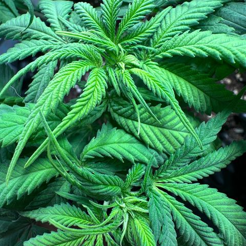 Blue Cheese growlog timeline photo