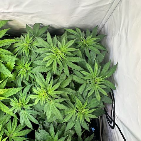Blue Cheese growlog timeline photo