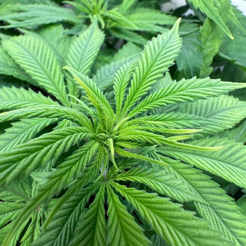 Blue Cheese growlog timeline photo