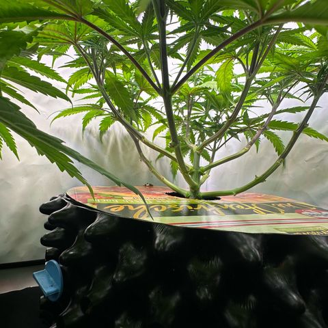 Blue Cheese growlog timeline photo